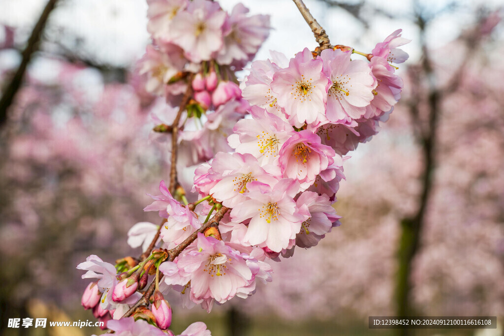 樱花