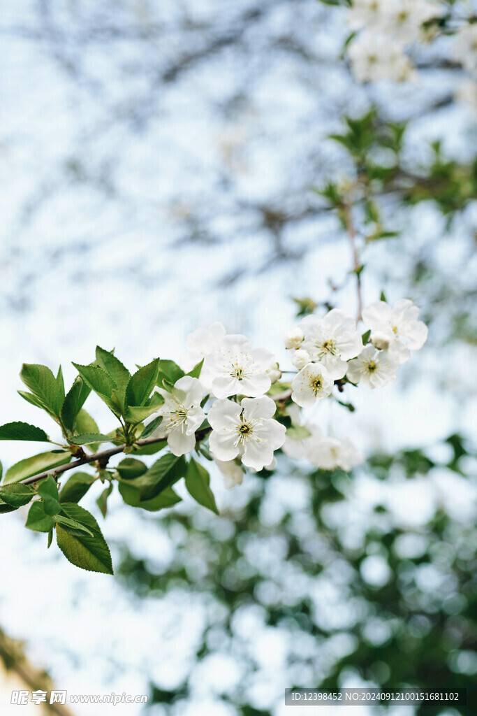 樱花