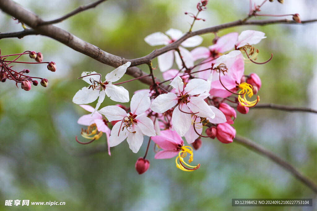 樱花