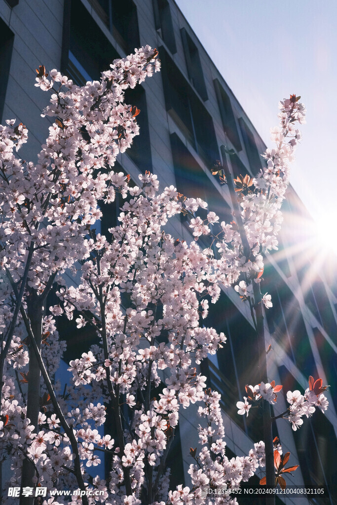 樱花