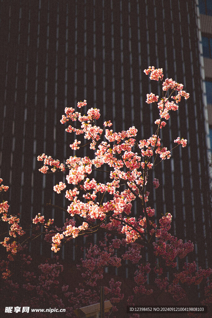 樱花
