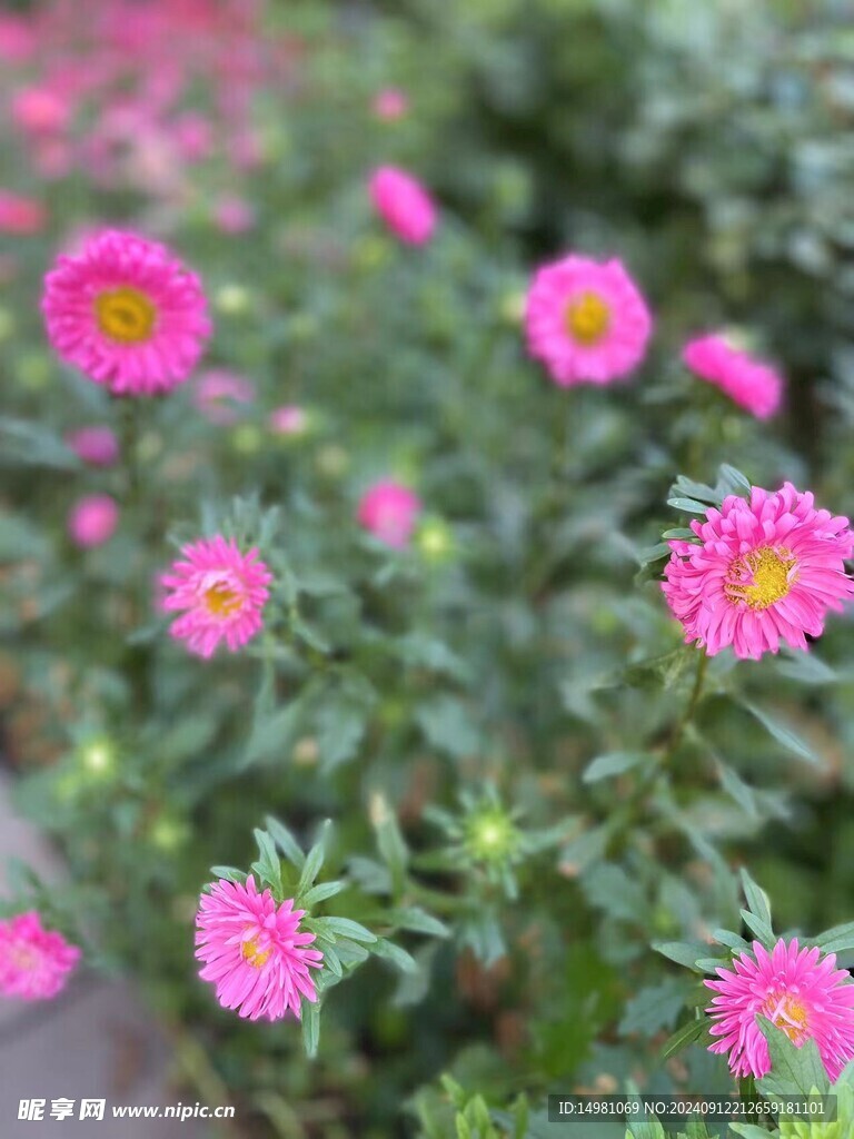 花卉
