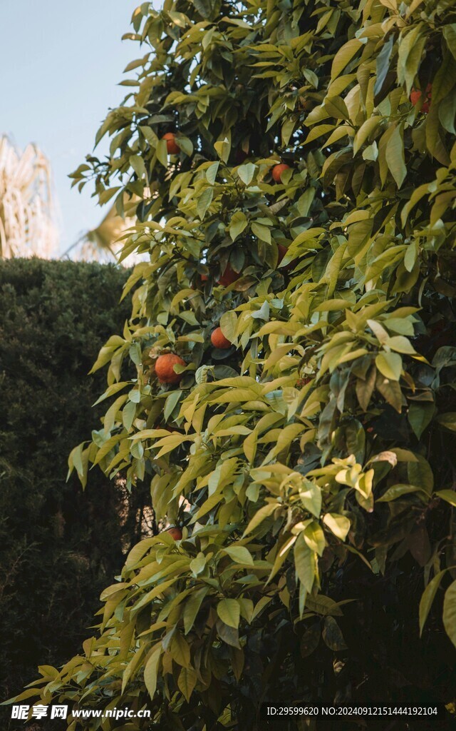 橙子 