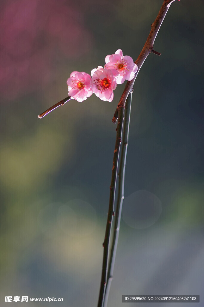 梅花 