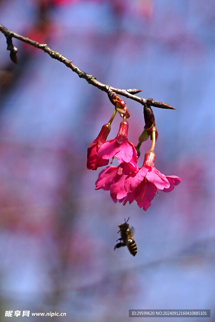 梅花  