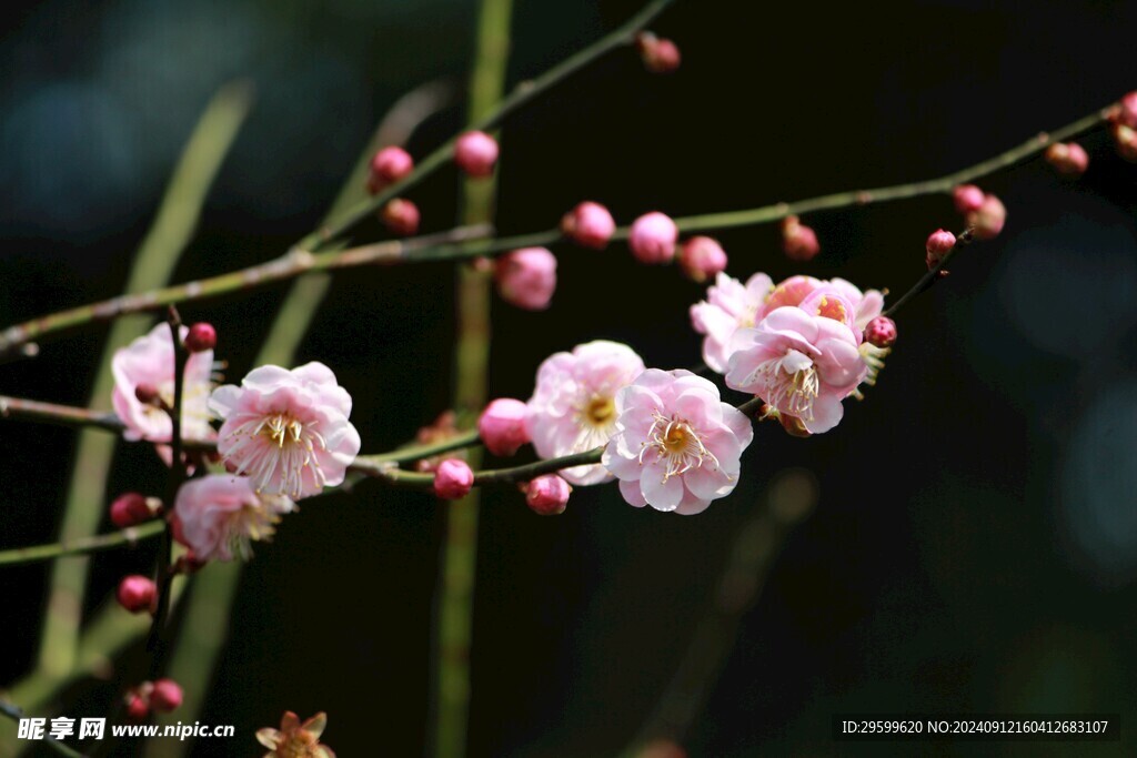 梅花 