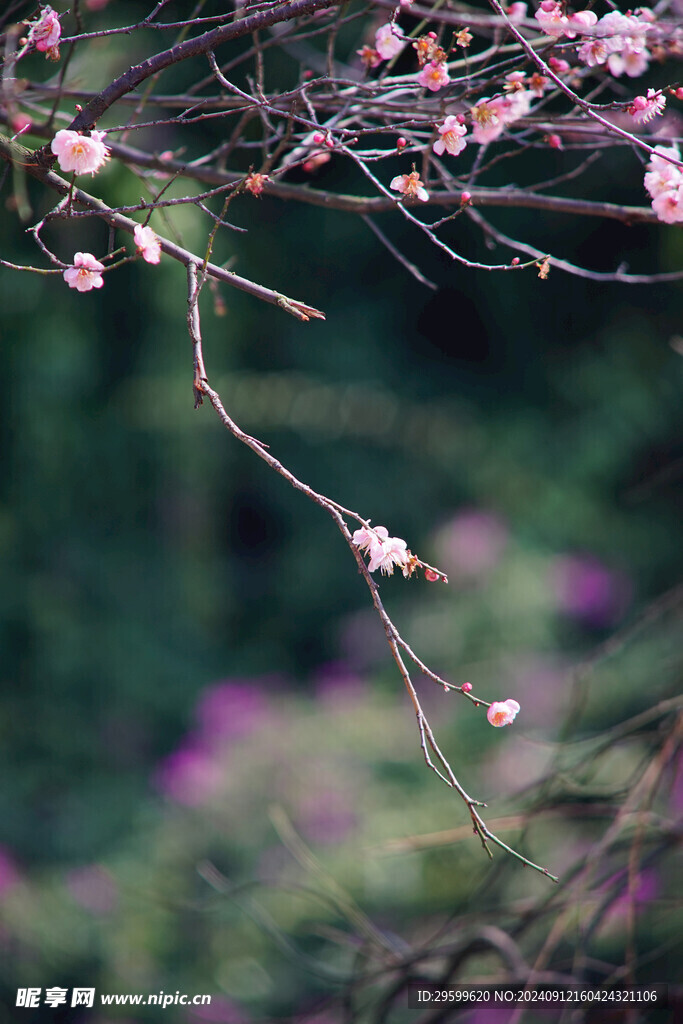 唯美梅花 