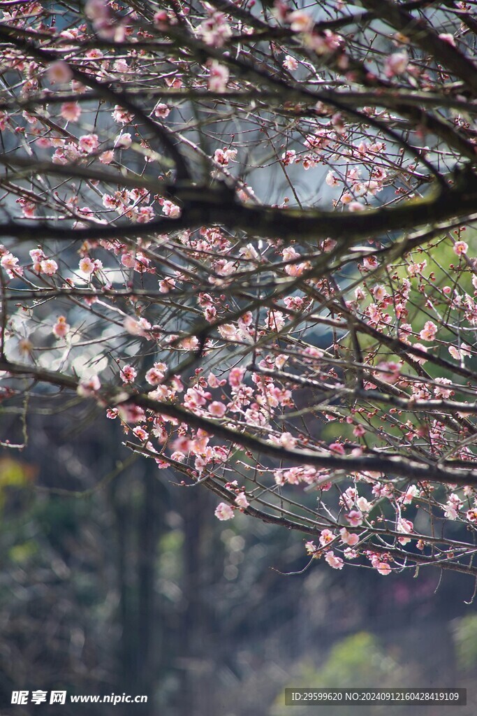 梅花 