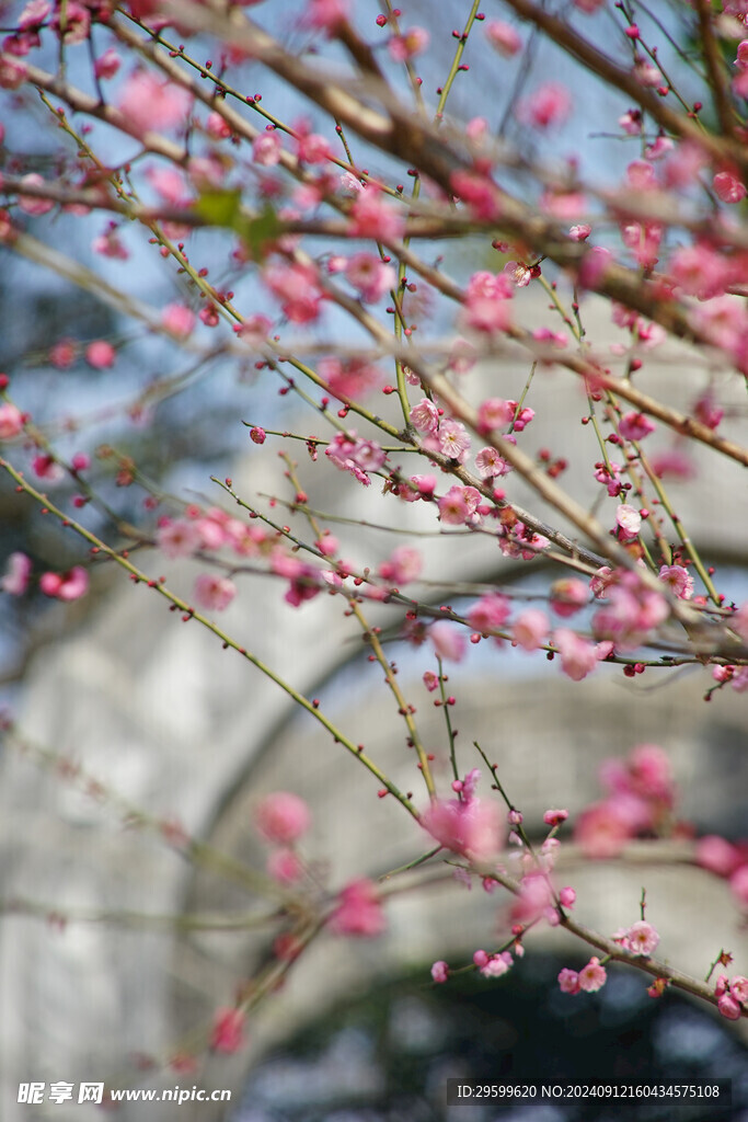 梅花 