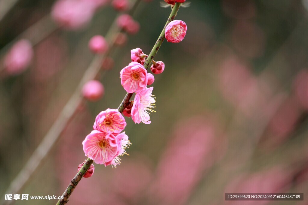 梅花 