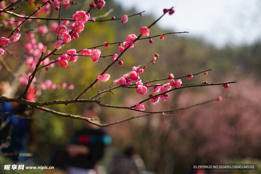 梅花  