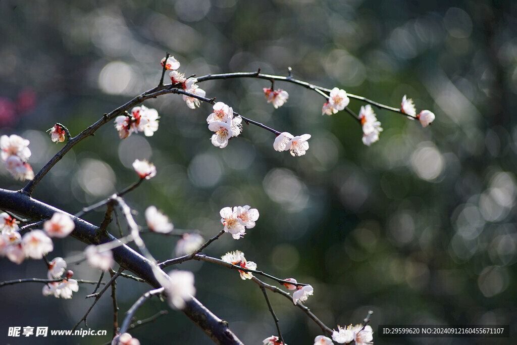 梅花 