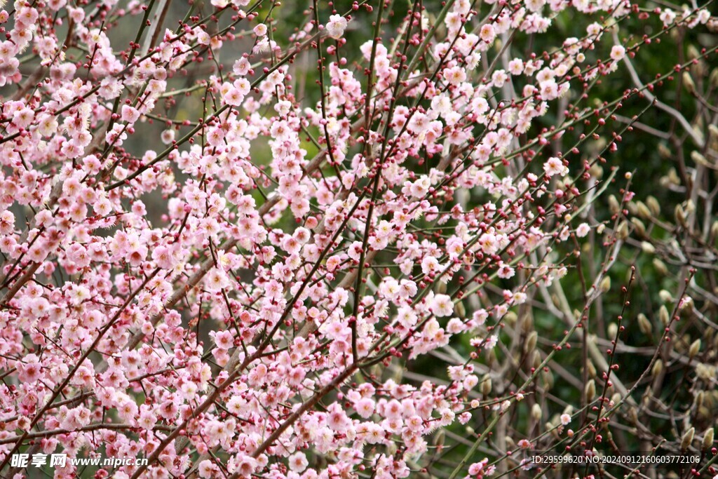 梅花 
