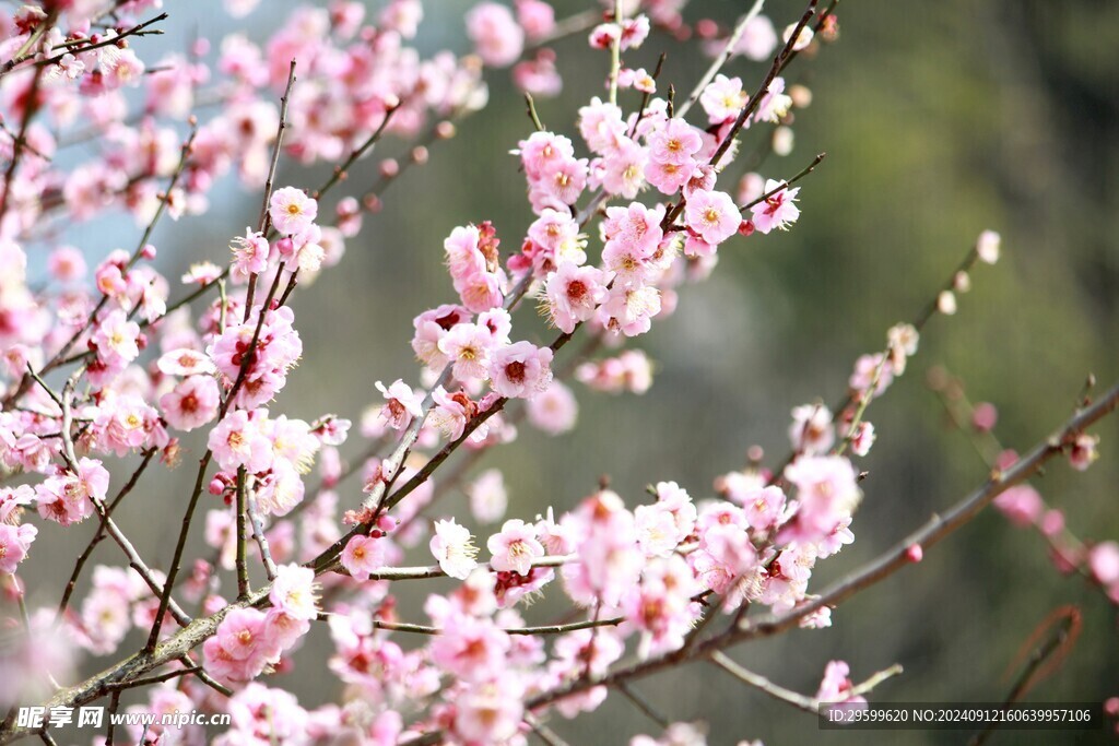 梅花  