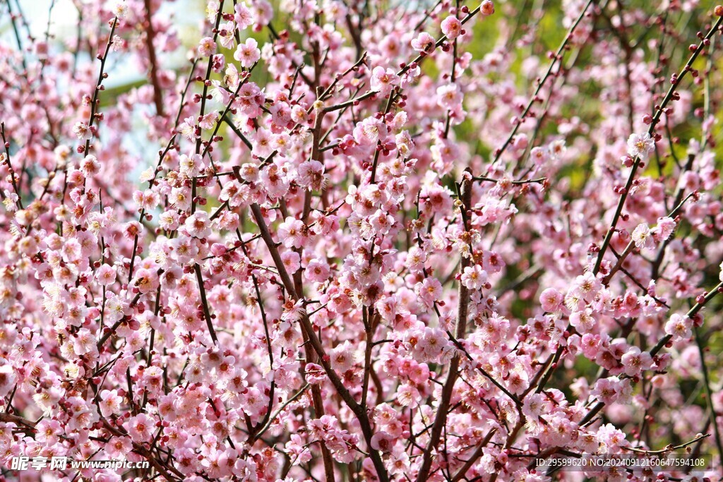 梅花  