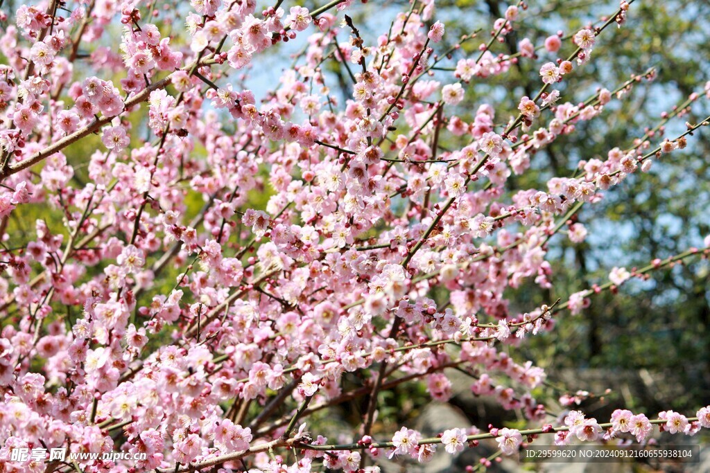 梅花  