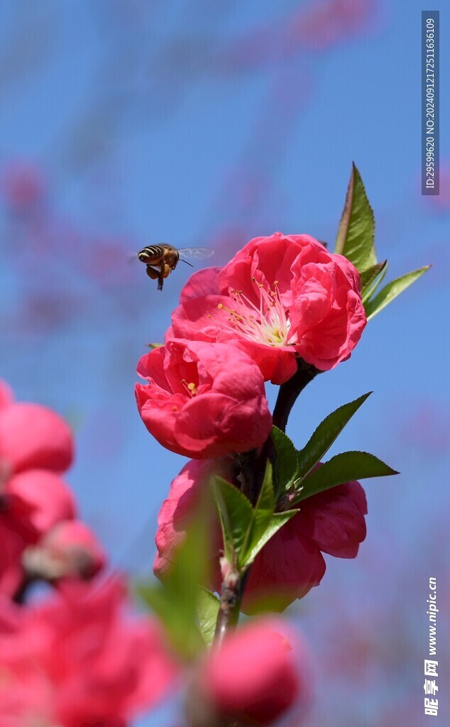 粉色桃花  