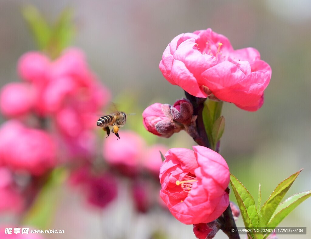 粉色桃花  