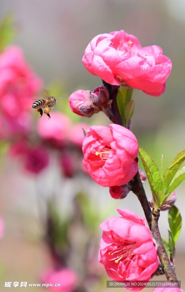 粉色桃花  