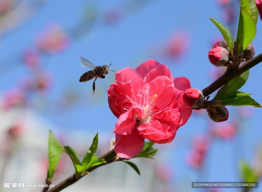 粉色桃花  