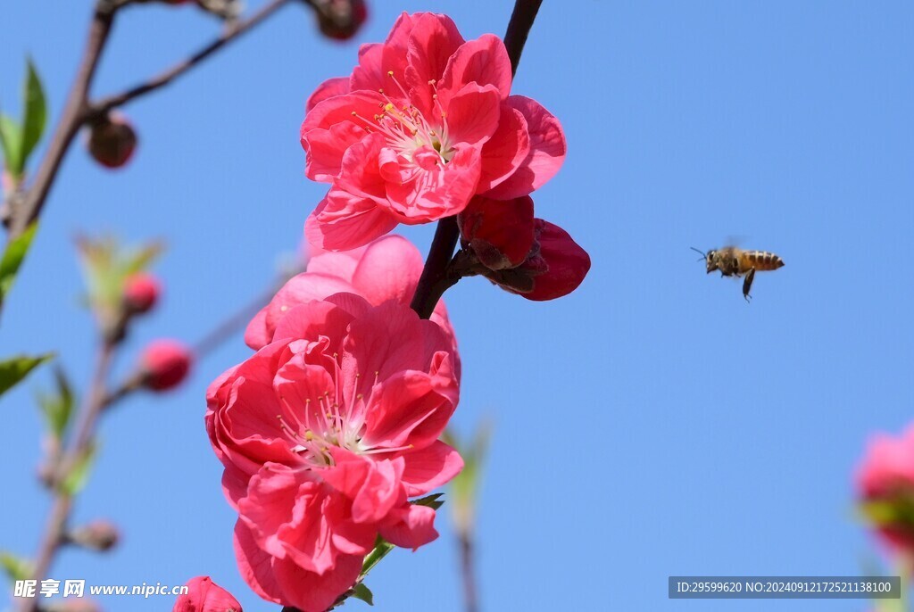 粉色桃花  