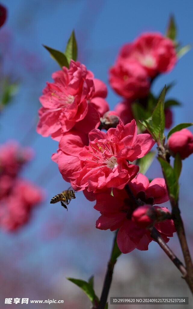 粉色桃花   