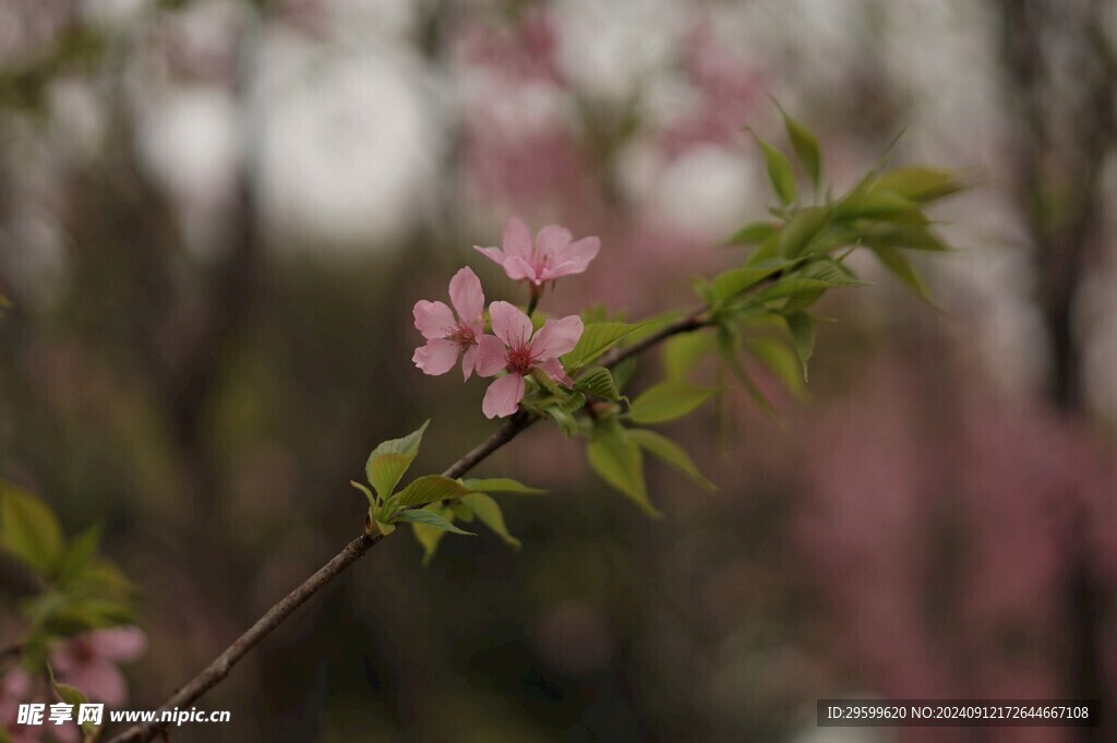 粉色桃花  