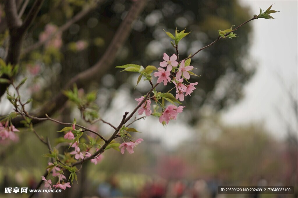 粉色桃花 