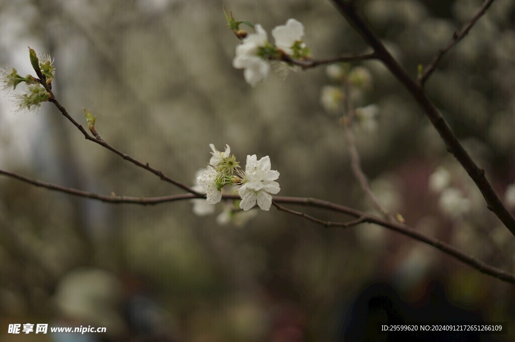 清新李花 