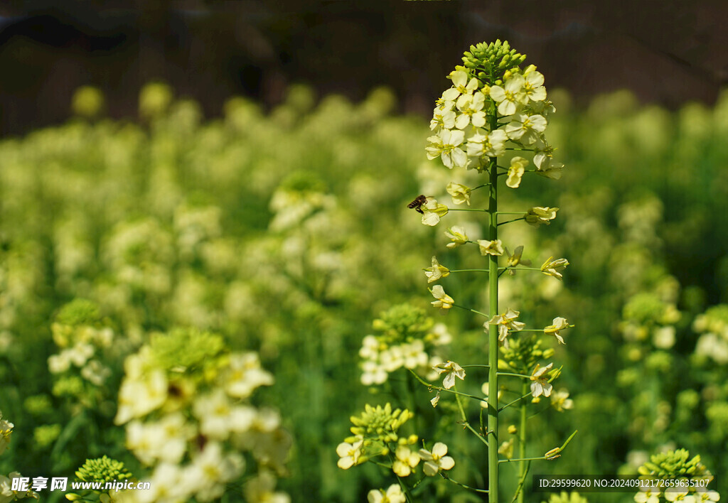 油菜花  