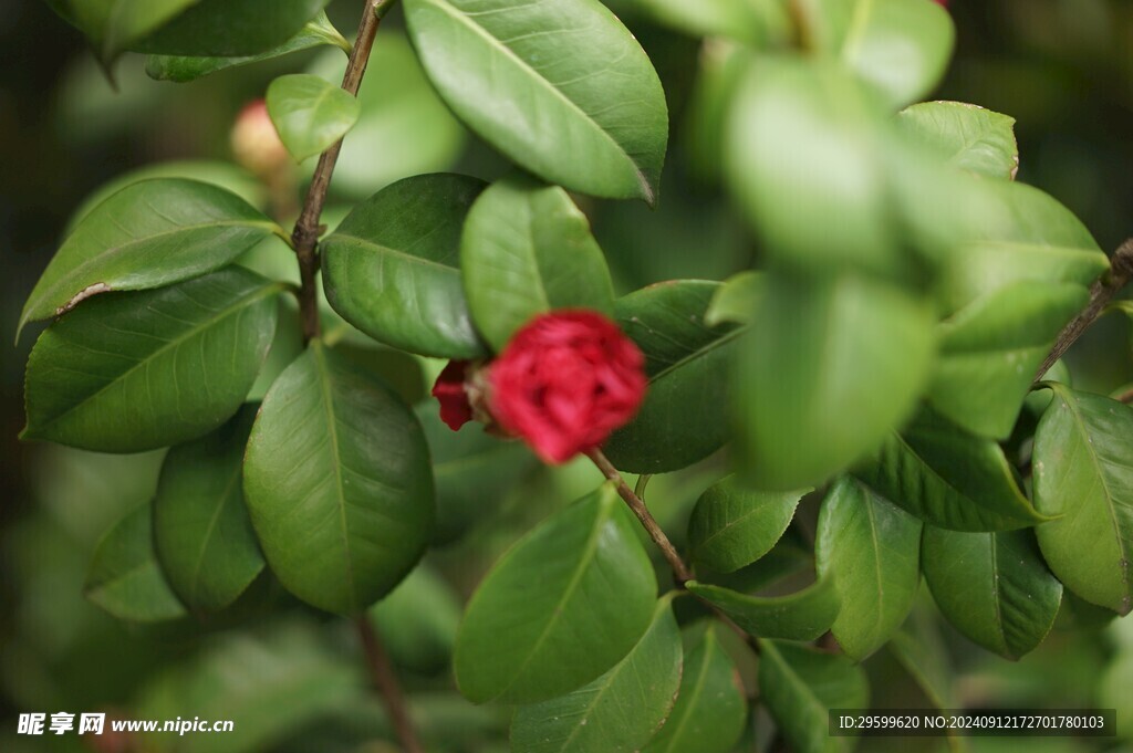 山茶花  