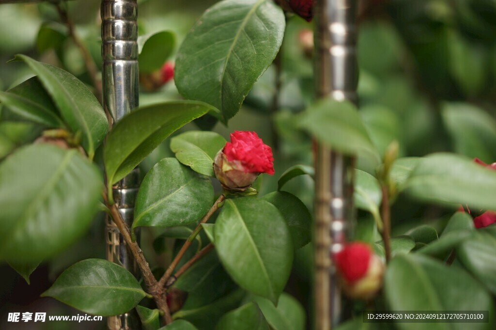 山茶花  