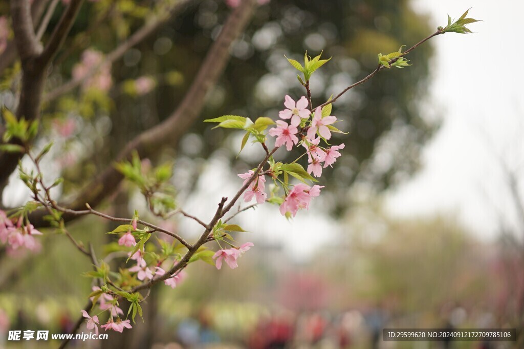 粉色桃花 