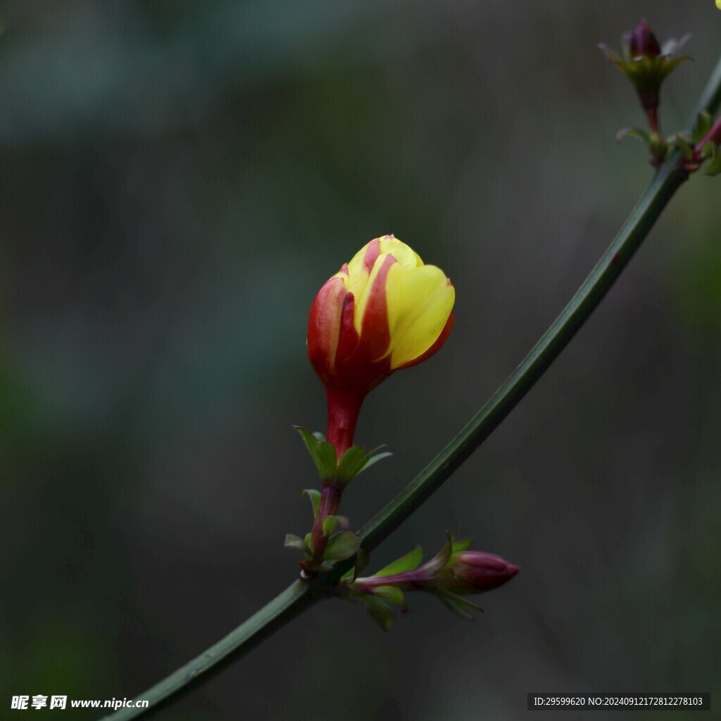 山茶花  