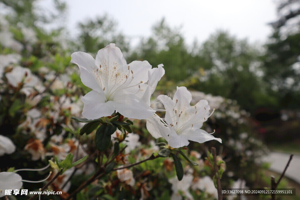 杜鹃花