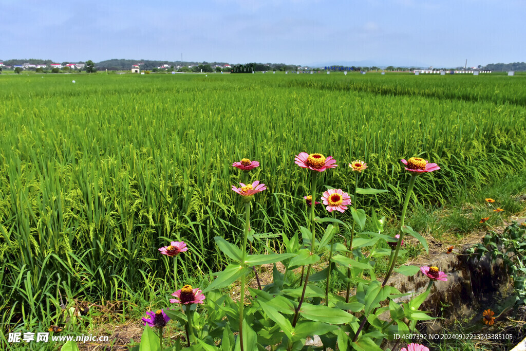 美丽的田野