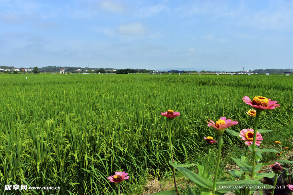 五彩缤纷的田野