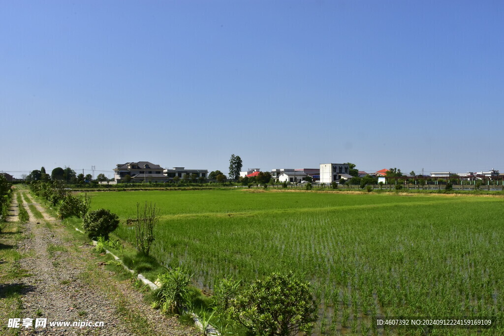 绿色的田野