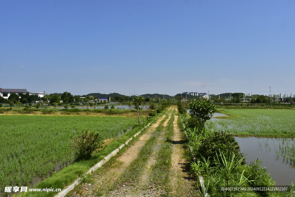 绿色的田野