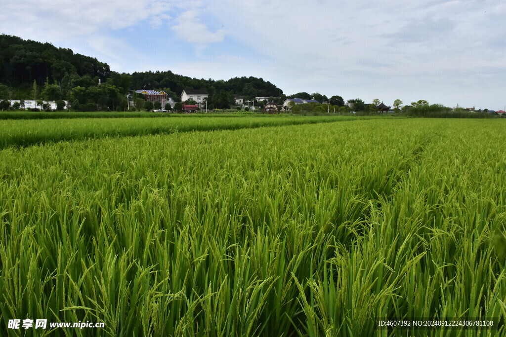 绿色的田野