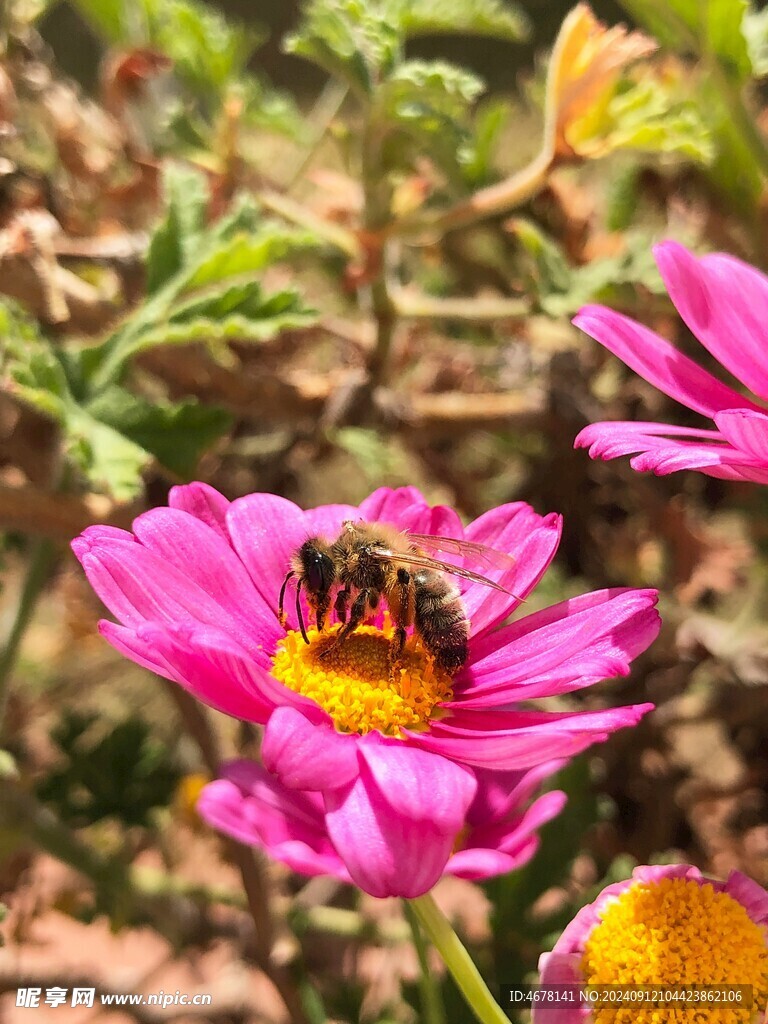 花与蜜蜂