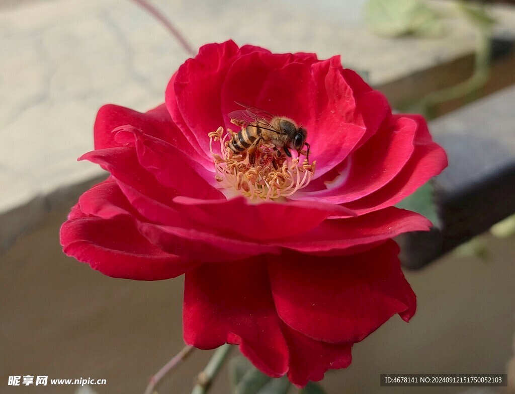 花与蜜蜂