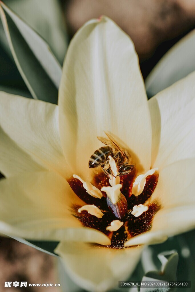 花与蜜蜂