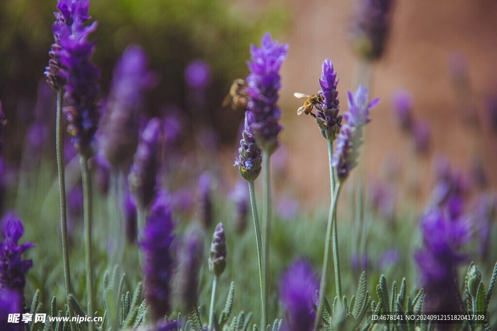 花与蜜蜂