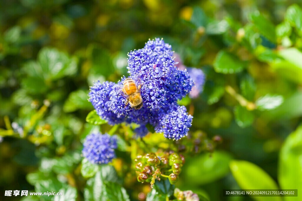 花与蜜蜂