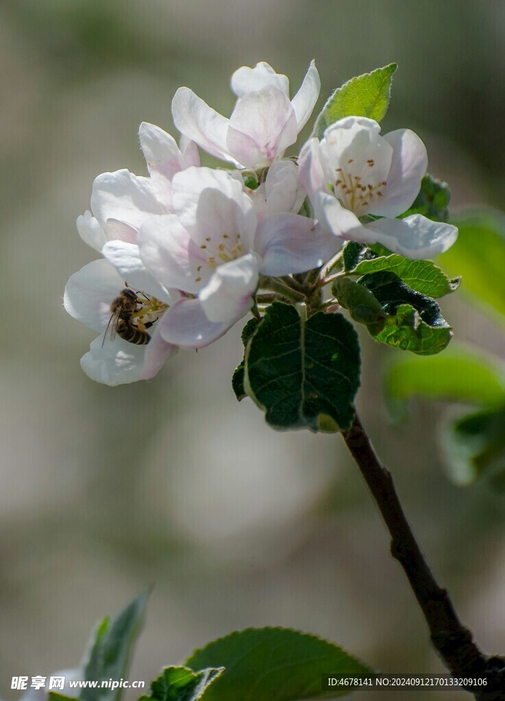 花与蜜蜂