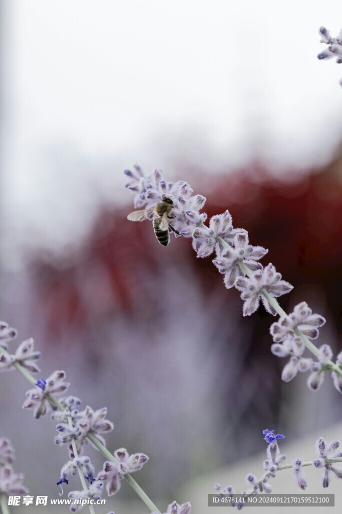 花与蜜蜂