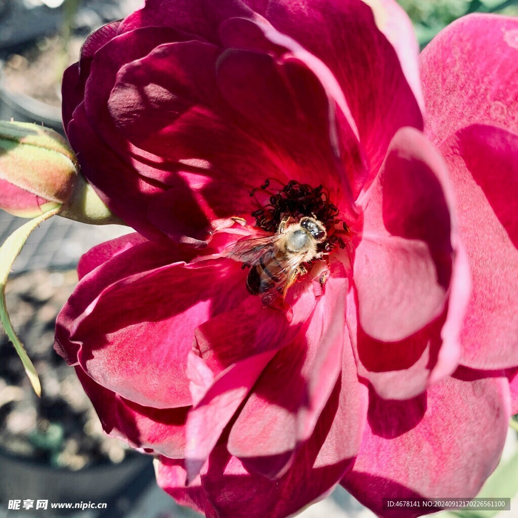花与蜜蜂