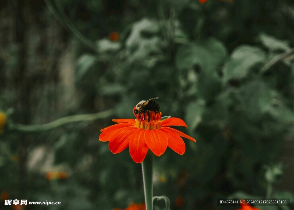 花与蜜蜂