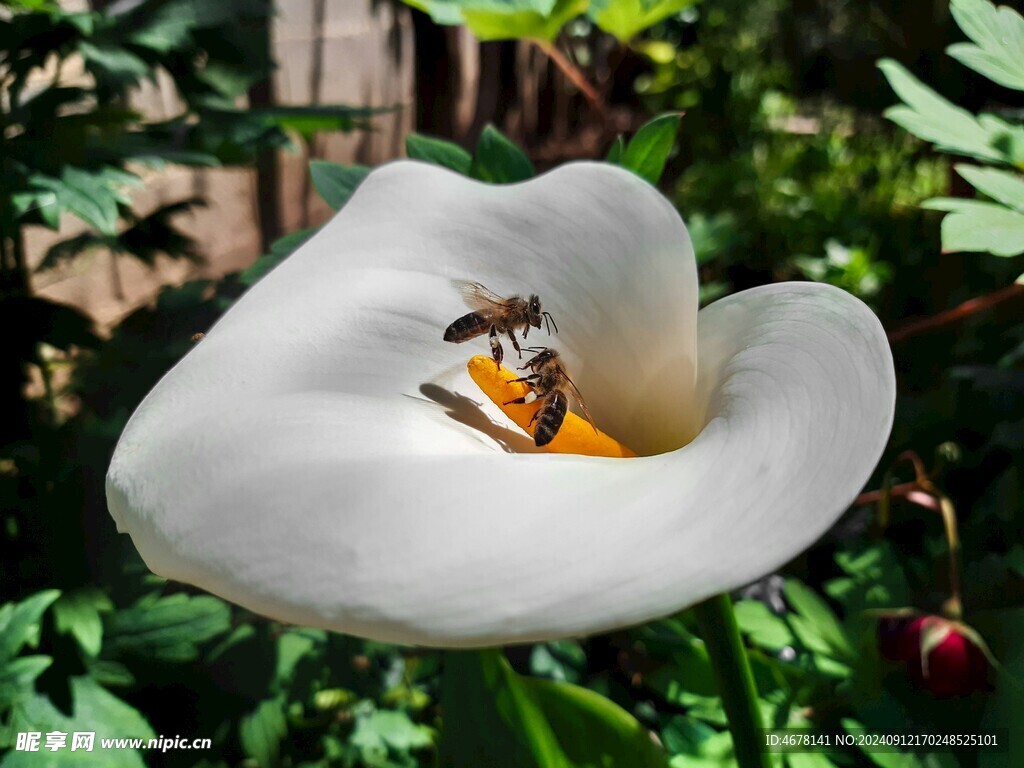 花与蜜蜂